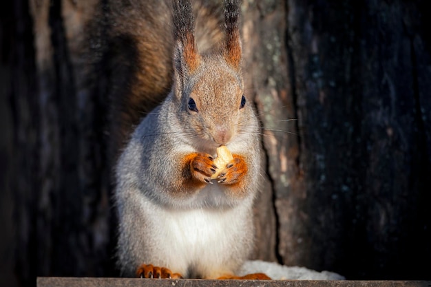 Squirrel nibbles nuts on a tree