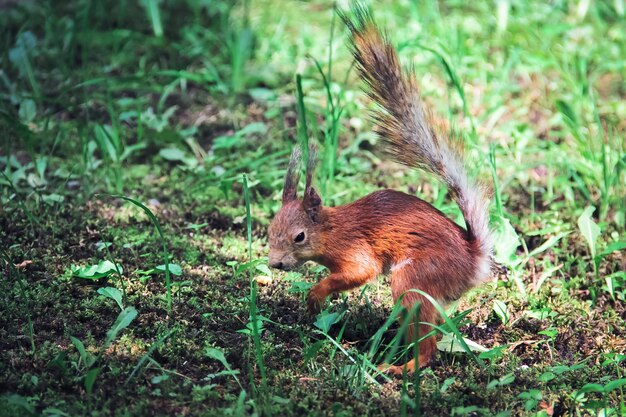 写真 野原のリス