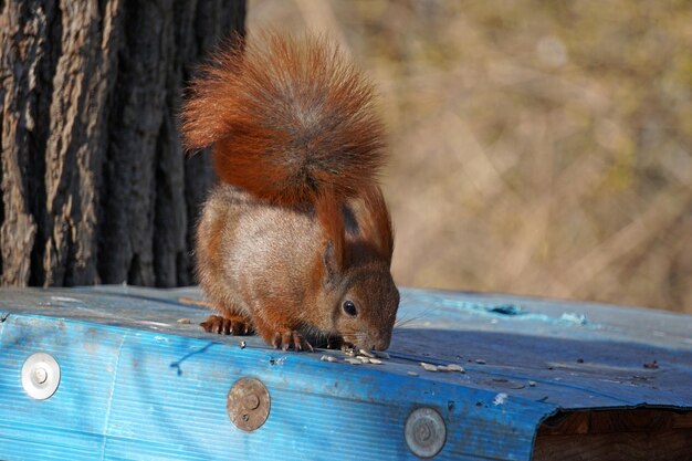 Squirrel outdoor photograph selective focus