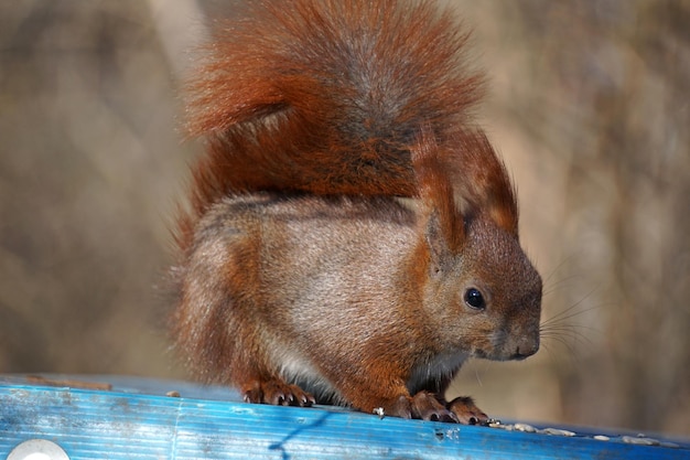 Squirrel outdoor photograph selective focus