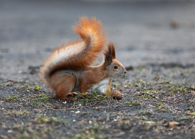 Squirrel in the park