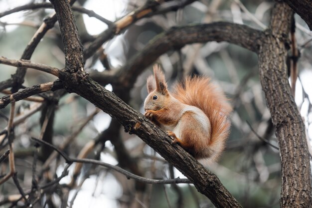 Squirrel in the park