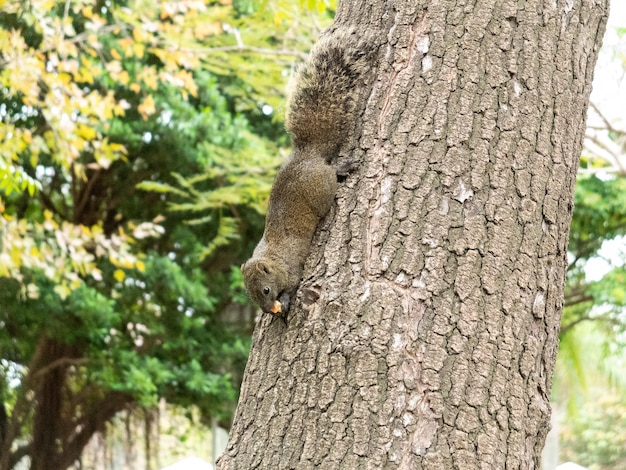 squirrel in the park