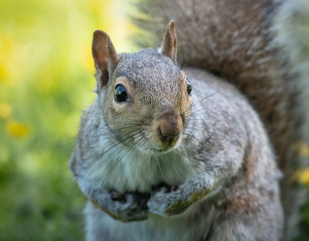 Photo squirrel paws