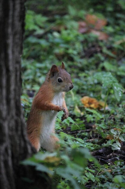 Photo squirrel peeks out from behind a tree