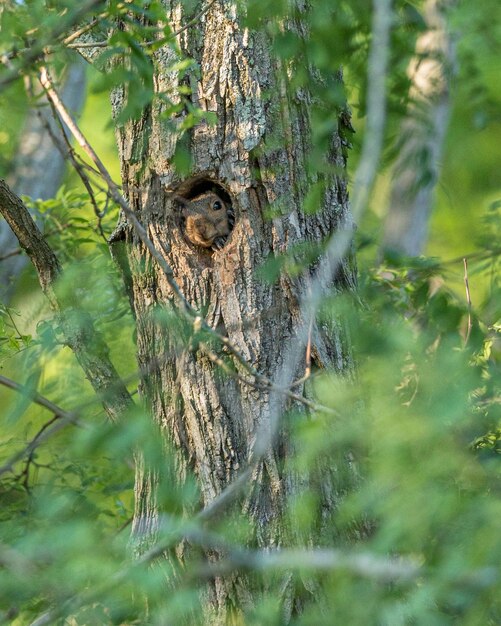 Photo a squirrel peeks and peers out from his hole in a tree trunk in the woods
