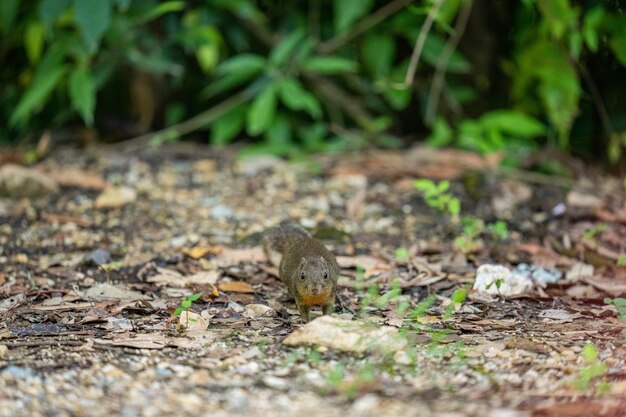 Foto fotografie di scoiattoli catturati in foresta