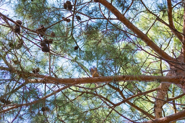 Scoiattolo su un ramo di pino