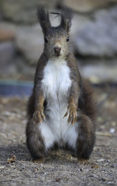 Squirrel portrait