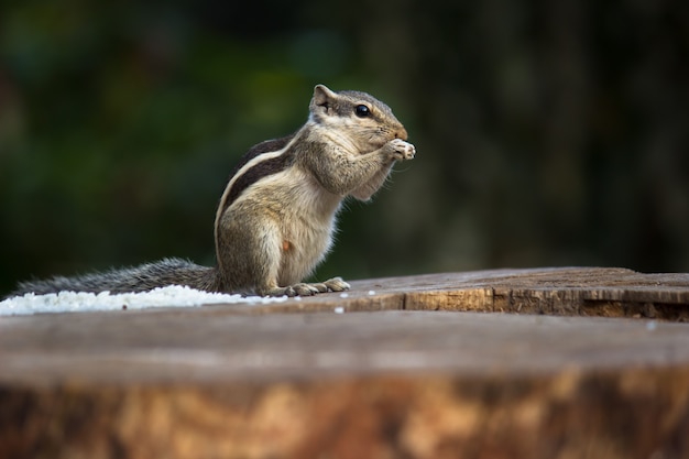 Squirrel roRodentまたはシマリスが木の丸太で穀物を食べることとしても知られています