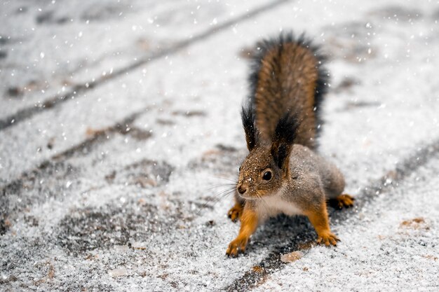 Squirrel on the road in winter park