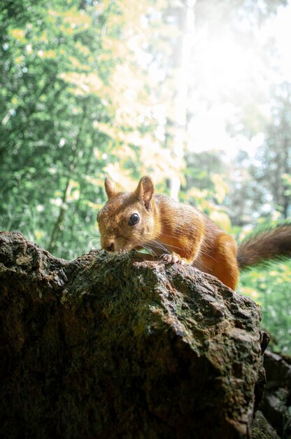 Squirrel on rock in forest