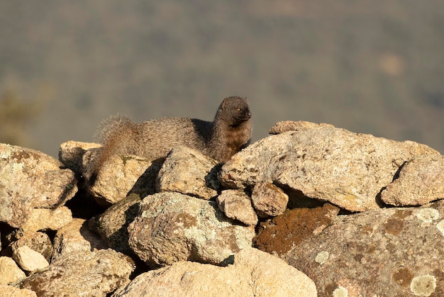 A squirrel on a rock wall