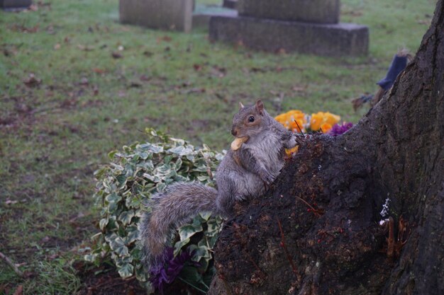 Photo squirrel on rock