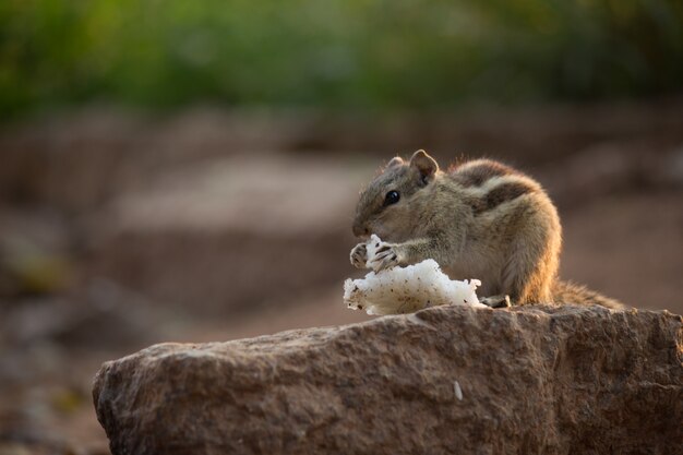 Squirrel on the Rock