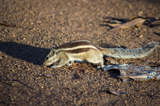 Squirrel or Rodent or also known as Chipmunk, on the ground
