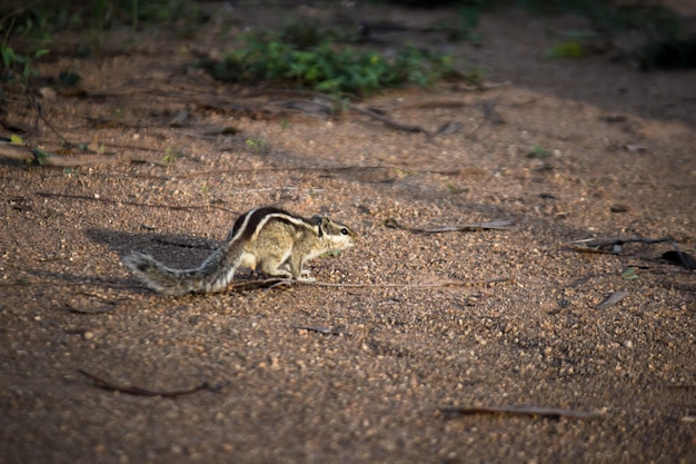 Squirrel or Rodent or also known as Chipmunk, on the ground
