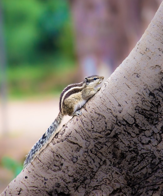 リスまたは齧歯動物、または柔らかくぼやけた背景の木の幹のシマリスとしても知られています