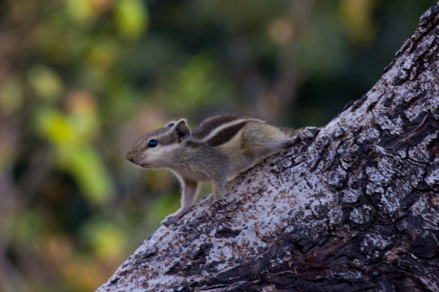 Squirrel or Rodent or also known as Chipmunk on the tree trunk in a soft blurry background