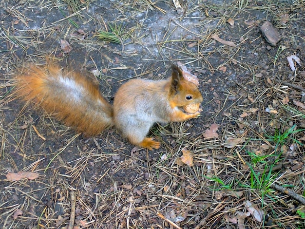 A squirrel runs along the asphalt in a city park with a walnut in its teeth