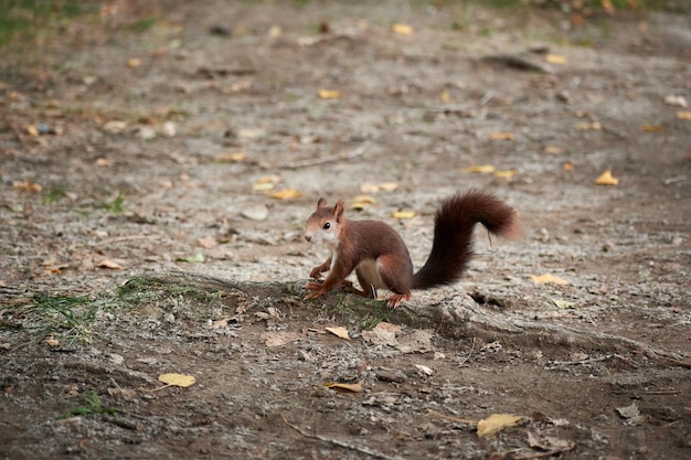 Squirrel searching for food on the ground in a park