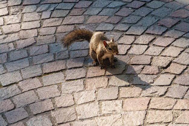 A squirrel searching for food at rho milan province lombardy italy