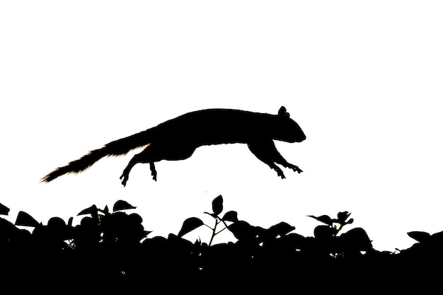 A squirrel silhouette in black and white while jumping