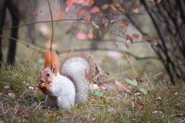Squirrel sits and eats a nut in autumn