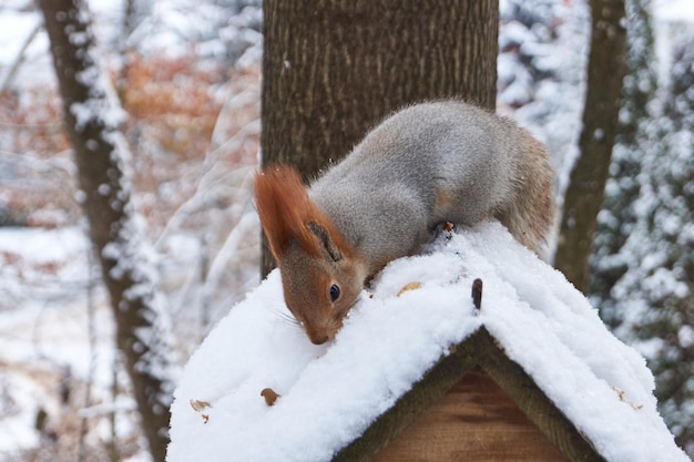 다람쥐는 피더에 앉아서 견과류를 먹습니다 다람쥐는 다람쥐 가족의 설치류 속입니다