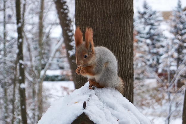 A squirrel sits on a feeder and eats nuts Squirrels is a genus of rodents of the squirrel family