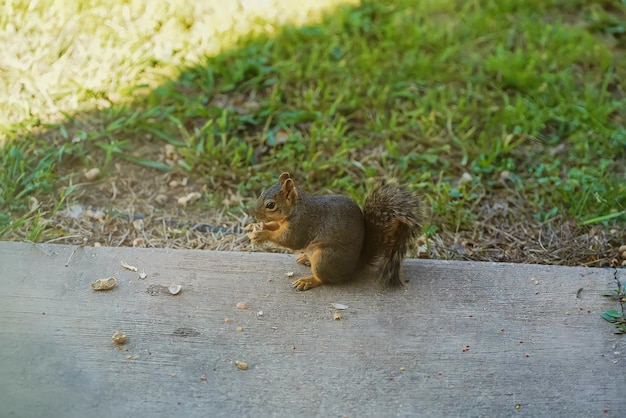 A squirrel sits on the ground eating a peanut.