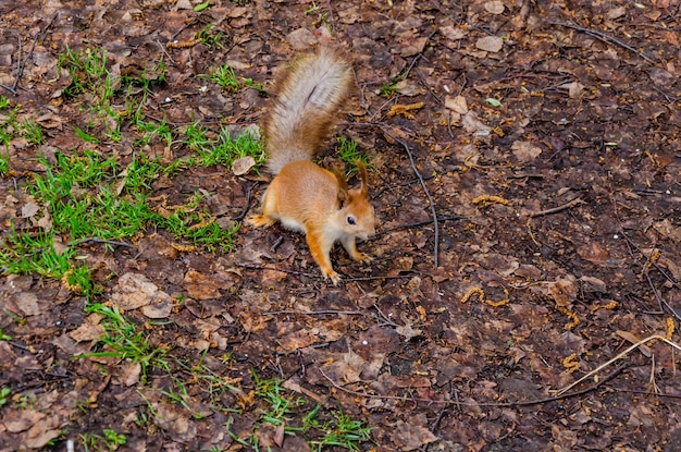 A squirrel sits on the ground among the leaves.