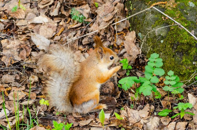 a squirrel sits on the ground among the leaves