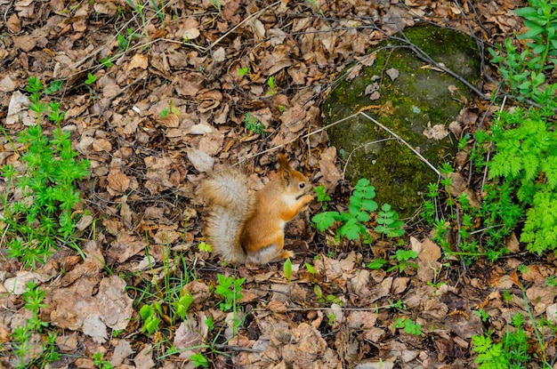 葉の間の地面に座っているリス