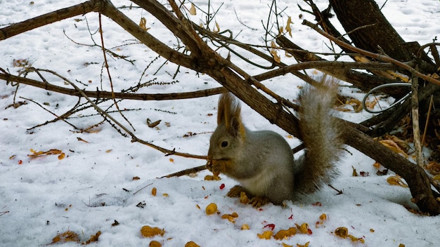 다람쥐는 겨울에 나무 근처의 눈 속에 앉아 땅콩을 갉아먹는다