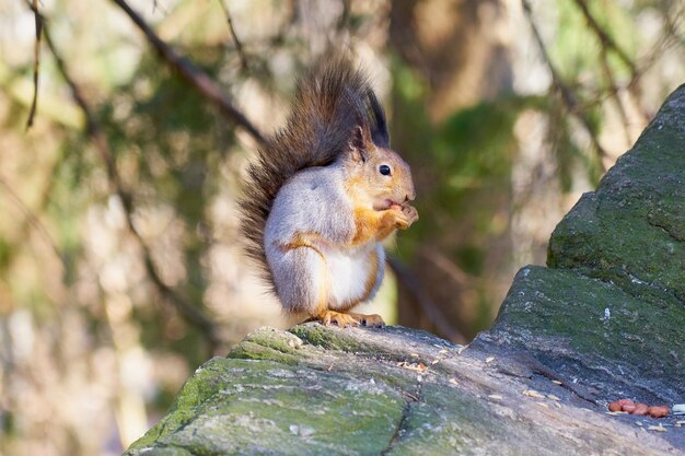 Squirrel sits in the sun on a stone and eats a nut.