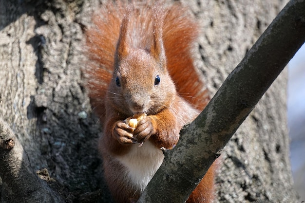 Squirrel sits on tree branch and eats a nut