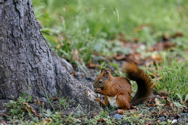 A squirrel sits under a tree and eats