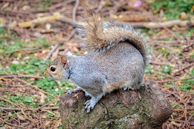 A squirrel sits on a tree stump in a park