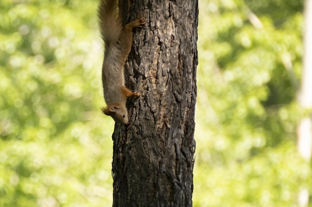 A squirrel sits on a tree in summer