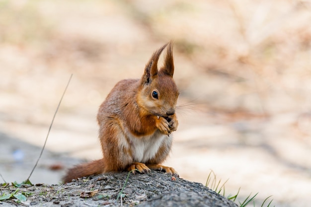 Squirrel sits on a tree