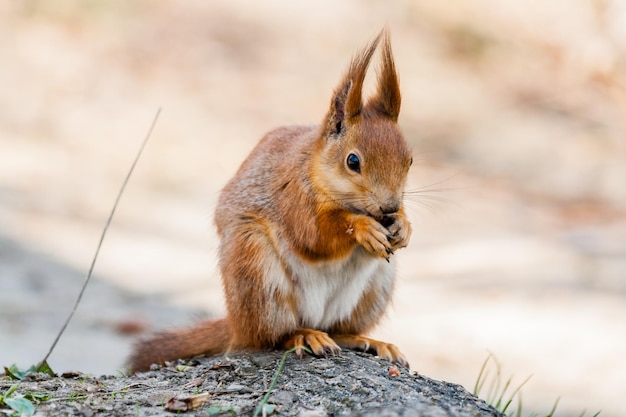 Squirrel sits on a tree