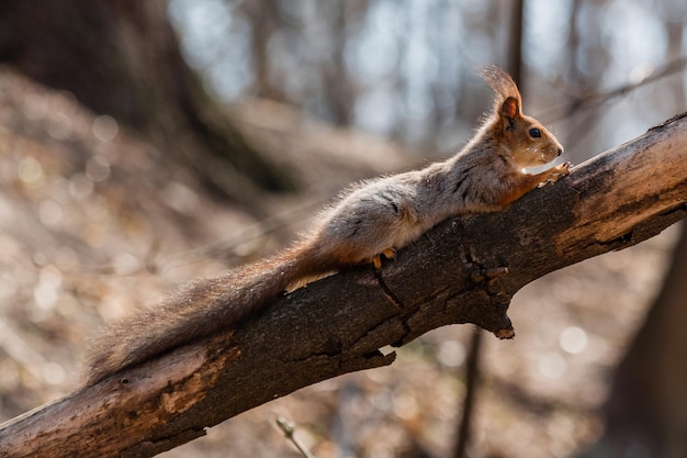 Squirrel sits on a tree