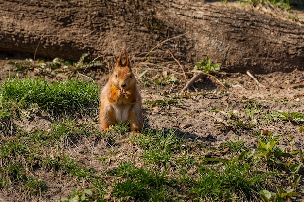 Squirrel sits on a tree