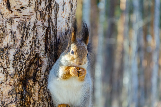 A squirrel sits on the trunk of a birch tree