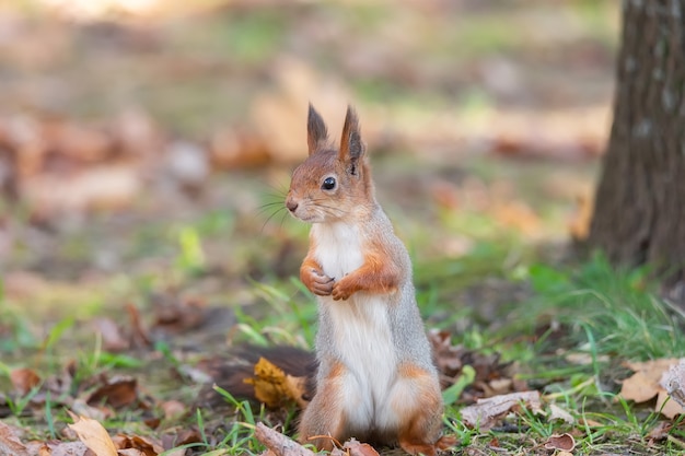 Squirrel sitting on a branch in the Park