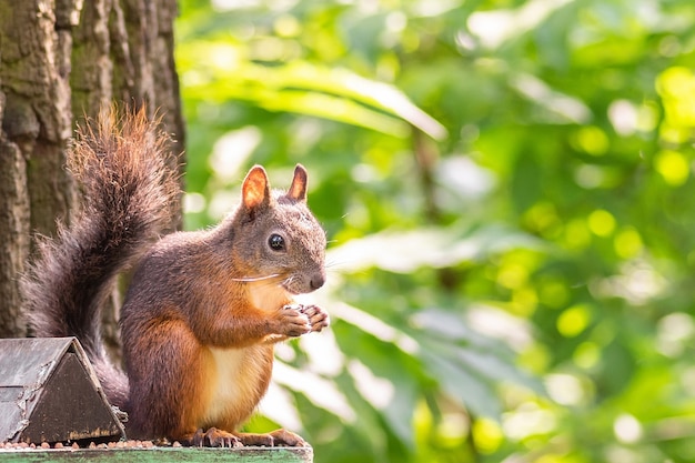 Squirrel sitting on a feeding trough