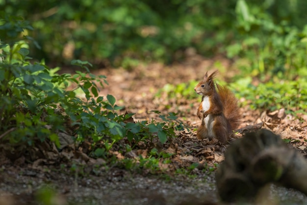 Foto lo scoiattolo seduto sul campo