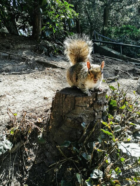 写真 木に座っているリス ⁇