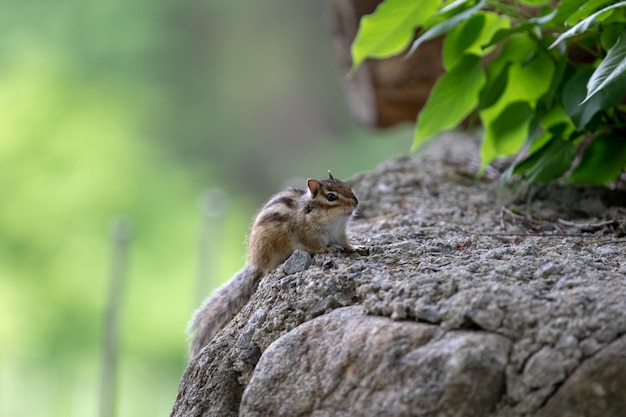 Squirrel sitting on a stone